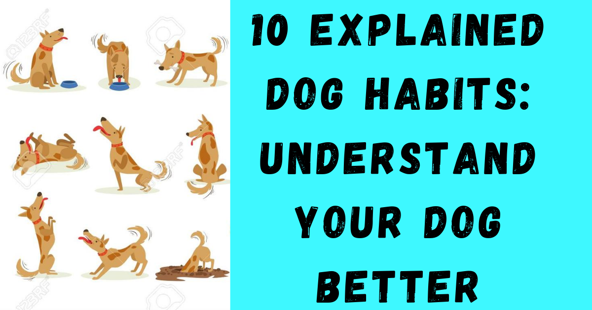 10 Explained Dog Habits& Behavior: Understand your Dog | Dog World