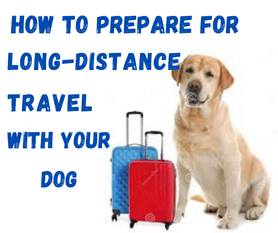 How You Can Prepare For Long-Distance Travel With Your Dog