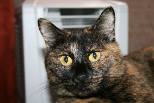 Japanese Bobtail cat breed